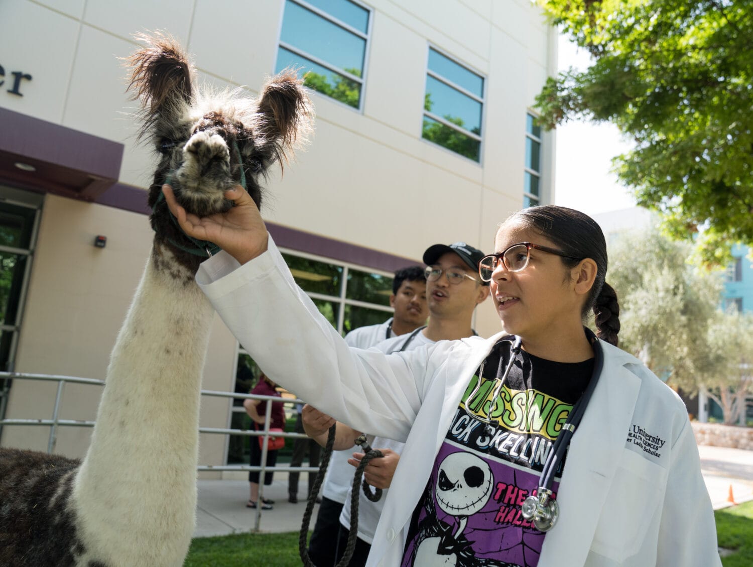 A person in a white lab coat pets a llama outside on a sunny day, with other people and a building visible in the background.